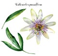 Watercolor passiflora with leaves. Hand painted exotic floral illustration isolated on white background. Tropic flower