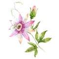 Watercolor passion flower