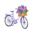 Watercolor pastel blue vintage bicycle illustration. Hand drawn beach cruiser with basket and purple lilac flowers, isolated on Royalty Free Stock Photo