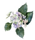 Watercolor pastel pink, blue green hydrangea hortensia flowers with leaves. Realistic botanical illustration Royalty Free Stock Photo