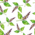 Watercolor patchouli seamless pattern. Pharmacy floral background