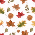 Watercolor pattern of autumn leaves on a white background. Autumn collection of fall leaves on white background seamless pattern