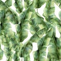 Watercolor pattern with banana palm leaves. Hand painted exotic greenery branch. Tropic plant isolated on white