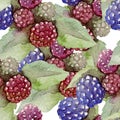 Watercolor pattern with berries. Hand drawn on white background.