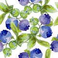 Watercolor pattern with blueberry. Hand drawn on white background.