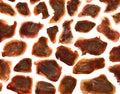 Pattern giraffe skin