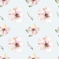 watercolor pattern spring, cherry blossoms, blossoming peach pink flowers, cherry tree background, botany Royalty Free Stock Photo