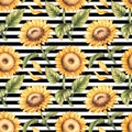 Watercolor pattern with sunflowers on a striped black and white background Royalty Free Stock Photo