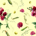 Watercolor pattern with sweet pea and green peas. Botanical illustration Royalty Free Stock Photo