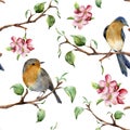 Watercolor pattern with tree branches, birds and apple blossom. Hand painted spring ornament with robin redbreads and Royalty Free Stock Photo