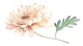Soft Peach Chrysanthemum Flower Watercolor Painting Isolated on White Background Royalty Free Stock Photo