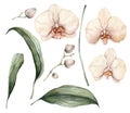 Watercolor peach and creamy orchids. Hand painted tropical flowers, branches, leaves and buds isolated on white