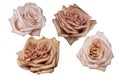 Watercolor peach roses. delicate realistic roses. Set of illustrations