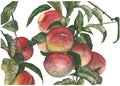 watercolor peaches hand drawn