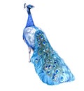 Watercolor Peacock  Bird Animal