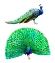 Watercolor Peacock Bird Isolated On A White Background Illustration.