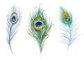Watercolor peacock feather set