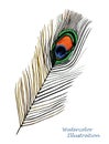 Watercolor peacock feather Royalty Free Stock Photo