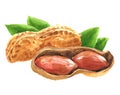 Watercolor peanut nut food isolated Royalty Free Stock Photo