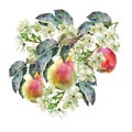 Watercolor pear with flowers. Floral illustration. White background.