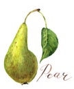 Watercolor pear with leaf. Botanical illustration.