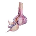 Watercolor peeled garlic isolated on white background. Hand-drawn clove spicy condiment seasoning vegetable for cooking