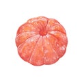 Watercolor peeled mandarin