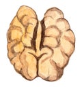 Watercolor peeled walnut isolated on white background. nut illustration