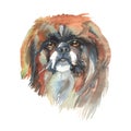 Watercolor Pekingese dog portrait Royalty Free Stock Photo