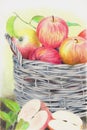 Watercolor pencil illustration of a basket with red apples