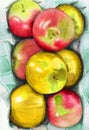 Watercolor pencil illustration of some red and yellow juicy apples