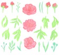 Watercolor Pencils drawing big red peony flowers, berries branch and leaves Royalty Free Stock Photo