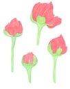 Watercolor Pencils drawing big red peony flowers isolated Royalty Free Stock Photo