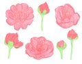 Watercolor Pencils drawing big red peony flowers isolated Royalty Free Stock Photo