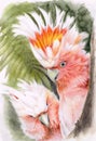 Watercolor pencils illustration of two pink Major Mitchell\'s cockatoo with colorful tufts