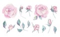 Watercolor peonies. Floral elements set. Botanical illustration of flowers and leaves. Objects isolated on white