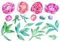 Watercolor floral design elements, Beautiful peonies on white background Royalty Free Stock Photo