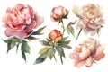 Watercolor Peonies Set on White Background for Invitations and Posters. Royalty Free Stock Photo