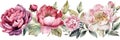 Watercolor Peonies Set on White Background for Invitations and Posters. Royalty Free Stock Photo