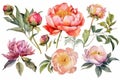 Watercolor Peonies Set on White Background for Invitations and Posters. Royalty Free Stock Photo