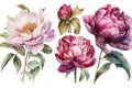 Watercolor Peonies Set on White Background for Invitations and Posters. Royalty Free Stock Photo