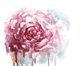 Watercolor peony background, vector illustration