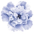 Watercolor peony flower blue. Flower isolated on a white background.  Close-up. Royalty Free Stock Photo