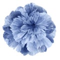 Watercolor Peony flower blue on a white isolated background with clipping path. Nature. Closeup no shadows. Royalty Free Stock Photo