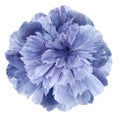 Watercolor Peony flower purple-blue on a white isolated background with clipping path. Nature. Closeup no shadows. Royalty Free Stock Photo