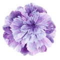Watercolor Peony flower purple-pink  on a white isolated background with clipping path. Nature. Closeup no shadows. Royalty Free Stock Photo