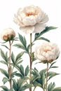 Watercolor peony flowers with leaves seamless pattern