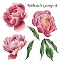 Watercolor peony set. Vintage floral elements with peony flowers and leaves isolated on white background. Hand drawn