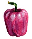 Watercolor pepper on a white background