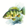 Watercolor Perch Clipart: Vibrant Fish Illustration For 2d Game Art